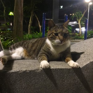 ドヤ猫　- 台湾台北 中山 ゲストハウスmimi -